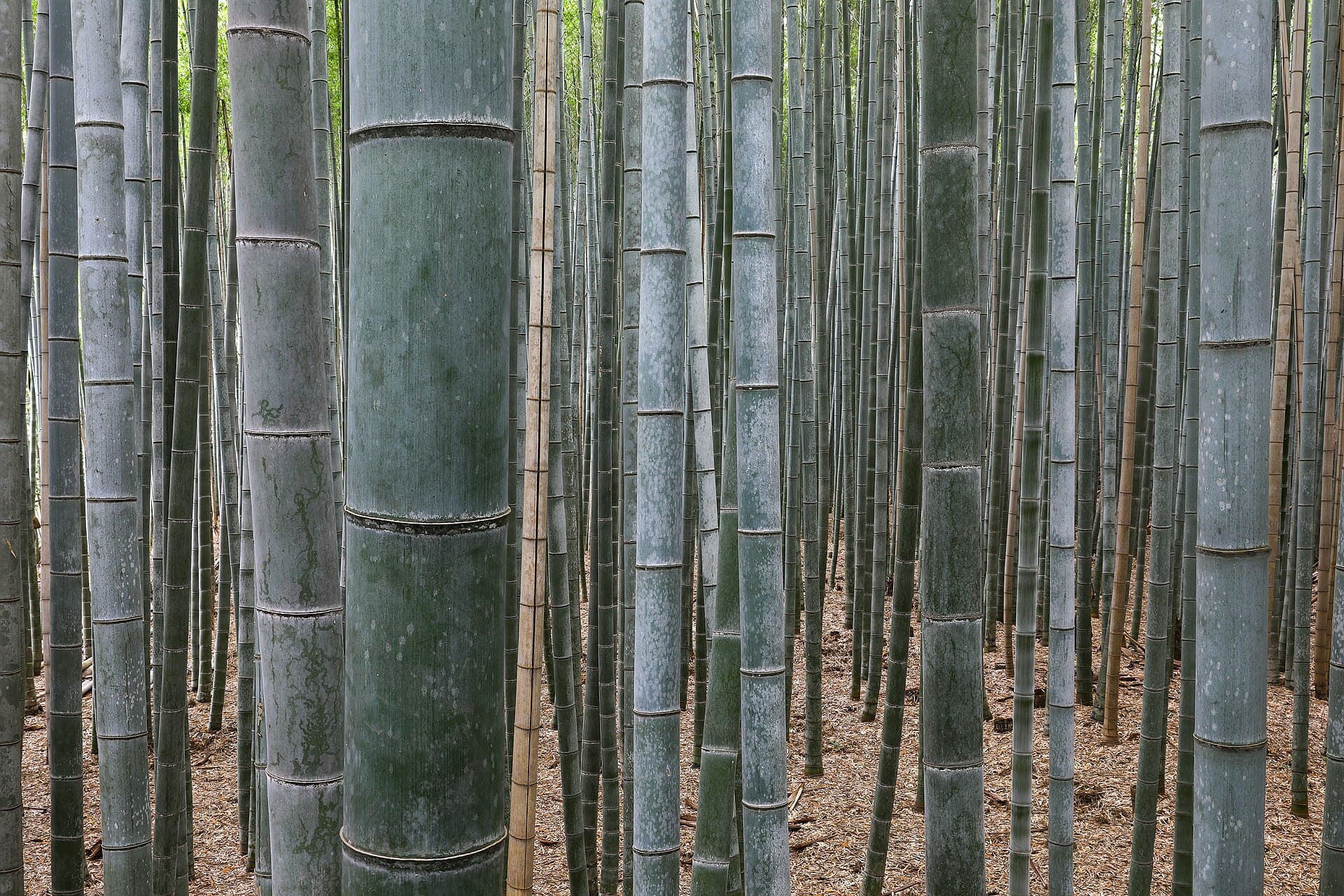 Bamboo raw material origin
